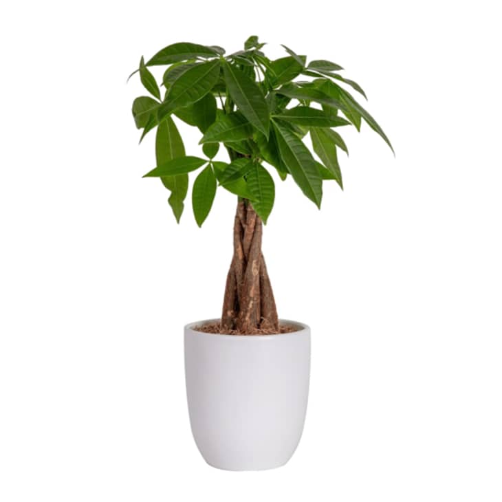 Where can i find a money tree new arrivals